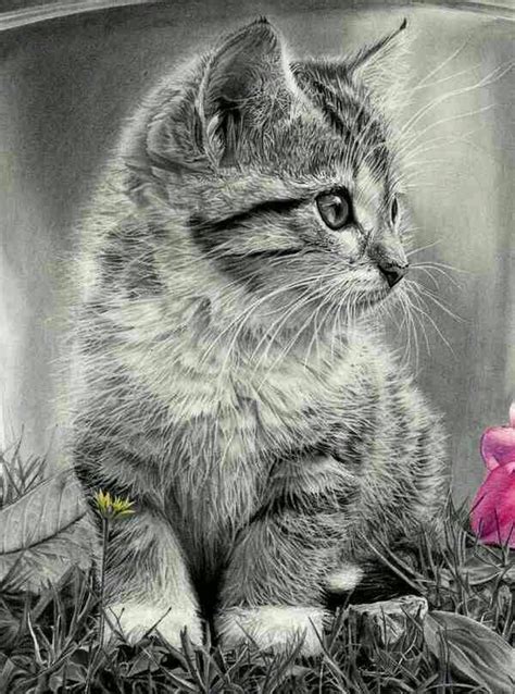 Art By Yassmen Ali Ali Pencil Drawings Of Animals Cat