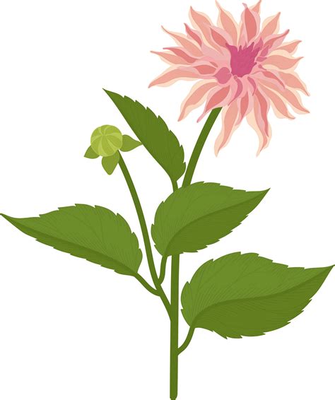 Pink Dahlia Flower Hand Drawn Illustration 10170690 Png