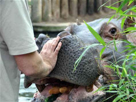 Maybe you would like to learn more about one of these? Zoologischer Garten Frankfurt - Tierpark in Frankfurt