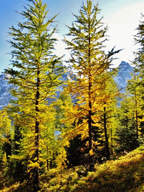 Larch Trees In The Fall Mount Eiffel Approach Trail In Banff Alberta