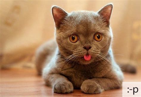Top 20 Cat Emotion Displays