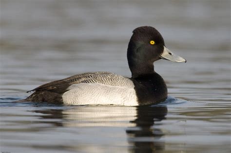 Tufted Duck Greater Scaup And Lesser Scaup Photo Id Guide Birdguides