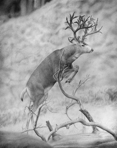 Show Off By Misted Dream On Deviantart Deer Art Deer Drawing Animal