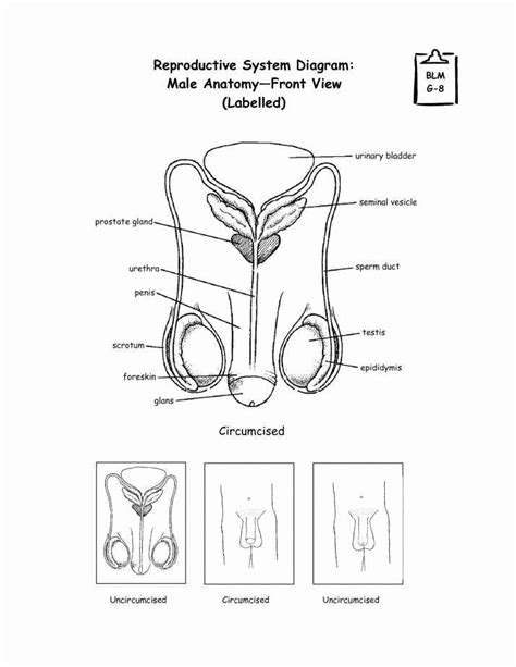 The Female Reproductive System Worksheet Elegant Reproductive System