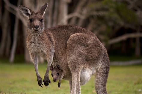 Creepy Kangaroos Why They Stand So Still Live Science