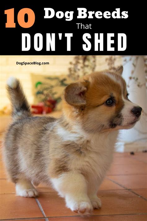 Các Giống Chó Dễ Thương Không Rụng Lông Cute Dogs That Dont Shed Điều