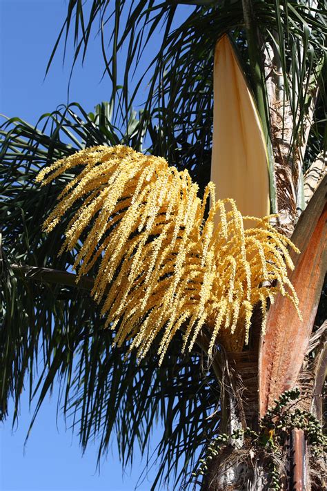Palm Tree Blossom Free Stock Photo Public Domain Pictures