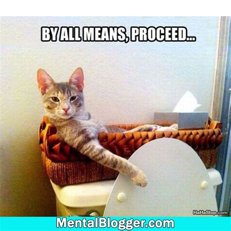 By All Means Proceed Mental Blogger Funny Cat Memes Funny Animal