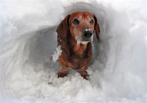 16 Pups Who Are Dachshund Through The Snow Dachshund Pets Dachshund