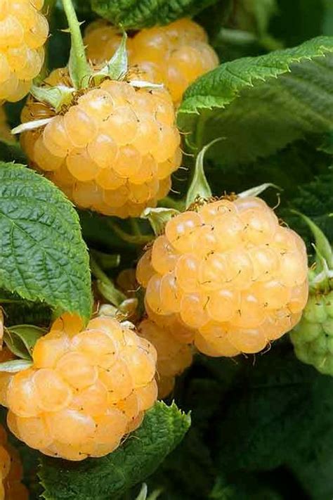 Buy Fall Gold Raspberry Bushes Free Shipping 1 Gallon Size Potted