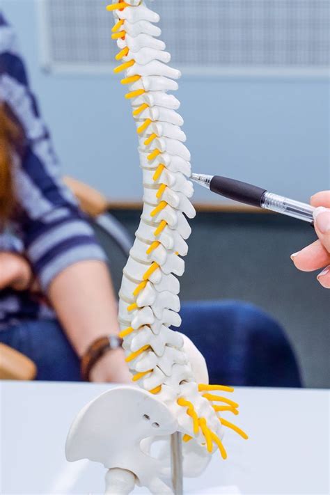 Spinal Adjustment Spinal Manipulation Techniques Chiropractors