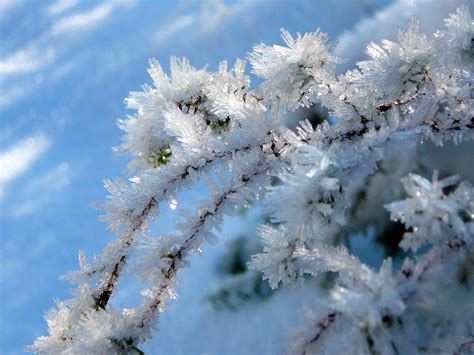 Morning Frost 1 Free Photo Download Freeimages