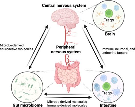 Frontiers Tregking From Gut To Brain The Control Of Regulatory T