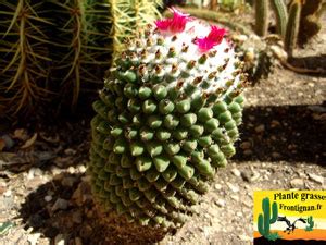 Les tiges de cette petite plante portent des poils marron, ses feuilles vert foncé disposées en rosette ont l'extrémité ondulée. cactus mediterraneens rustiques