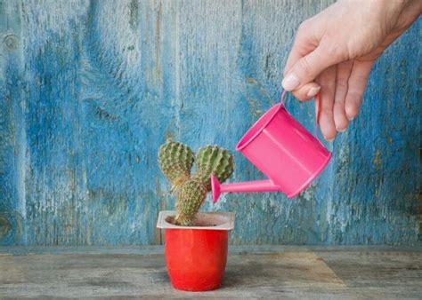 It has a similar texture to an aloe vera plant. How Often Should You Water A Cactus Plant? - Gardening Chores