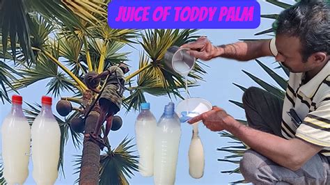 Juice of toddy palm Palmyra palm juice natural alcohol तड क पड