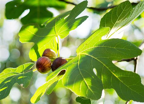 In Brooklyn An Abundance Of Fig Trees The New York Times