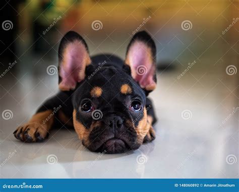Puppy French Bulldog Lying Down To Looking Stock Photo Image Of Lying
