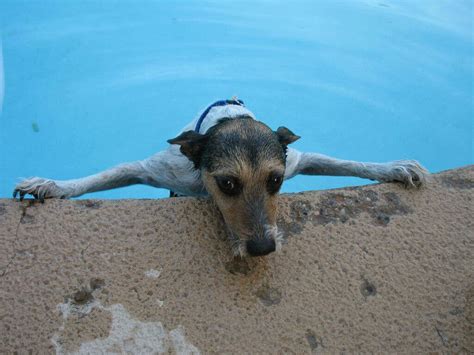 Can A Dog Drown In A Pool