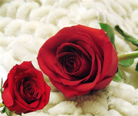 Gambar Bunga Mawar Indah Dan Cantik Ujian