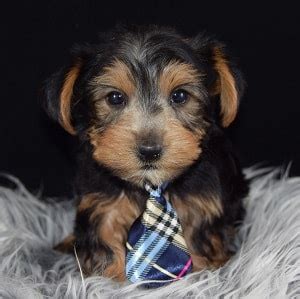 Happytail puppies are bred for excellent health yorkie breeders. Yorkie Puppies for Sale in PA | Ridgewood's Yorkie Puppy Adoptions
