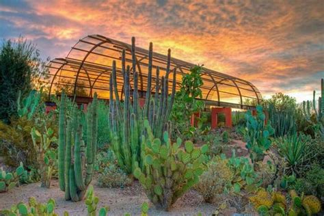 Pin By Aj Carrillo On Edible Native Arizona Plants Desert Botanical