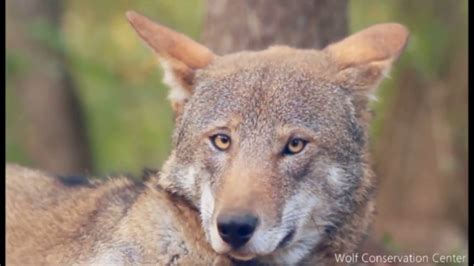 Red Wolves In North Carolina Youtube