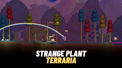 Strange Plant Terraria 2023 What They Do And How To Find