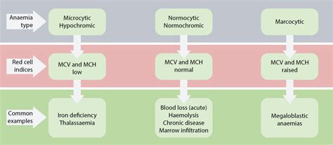 Anemia Overview Microcytic Macrocytic And Normocytic Anemia