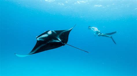 Manta Rays At The Centre Of A New Programme At Intercontinental