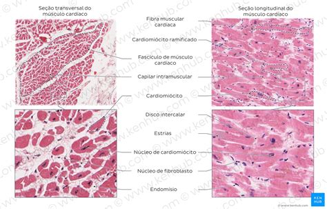 Tejido Muscular Histologia Anatomia Macroscopica Anatomia Y Images
