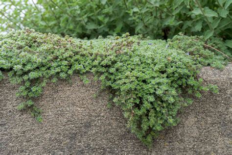 What Is Thyme And How Is It Used