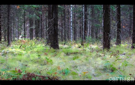 Horsetail Forest By Carnaga On Deviantart