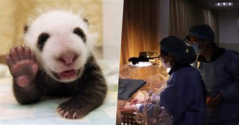 Unique Baby Panda Twins Born During The Coronavirus