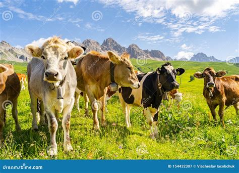 Beautiful Alps With Animal On Pasture Field Stock Image Image Of Alps