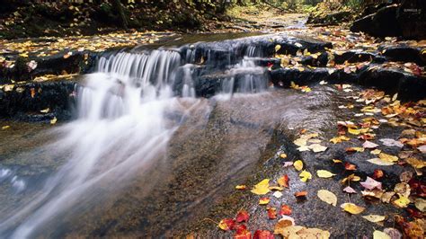 Autumn Leaves In The Waterfall Wallpaper Nature Wallpapers 44686