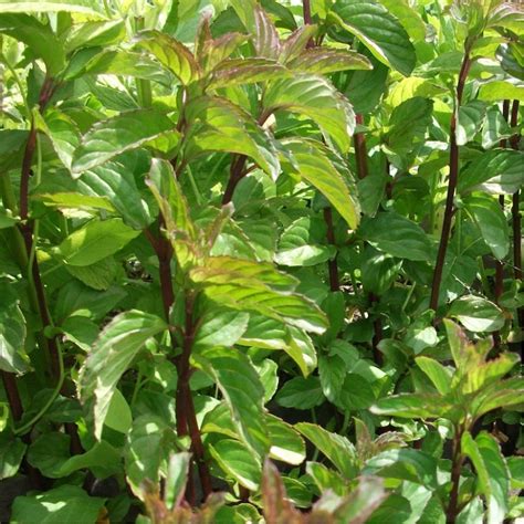 Basil Mint Herb 9cm Groves Nurseries