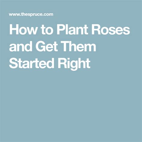 The Best Way To Plant New Roses Planting Roses Plants Rose