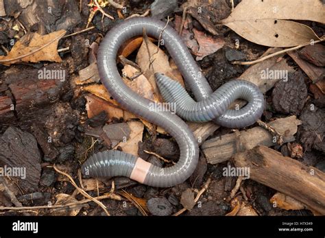 Kinabalu Giant Earthworm Pheretima Darnliensis Kinabalu National