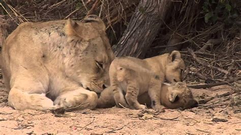 Lioness And Her Two Cubs Youtube