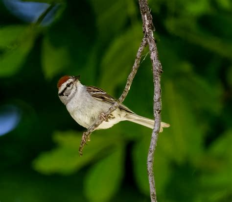 Chipping Sparrow Owen Deutsch Photography