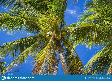 Ripening Coconuts On Coconut Palm Stock Photo Image Of Nature Summer