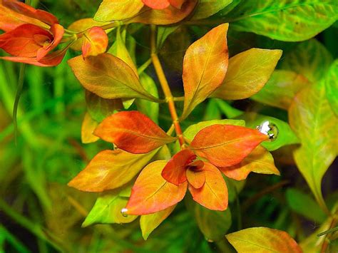 Ludwigia Atlantis Dive Into Colourful Depths Greenaquarium