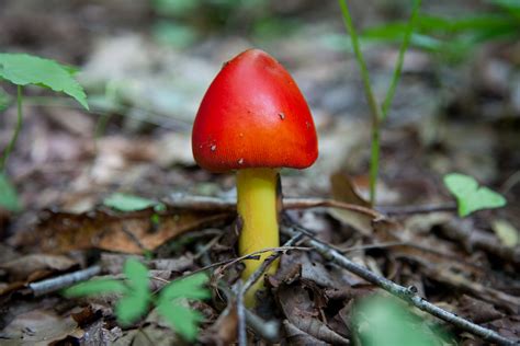 Spring Mushroom Forest Floor Macro Foliage Free Nature Pictures By