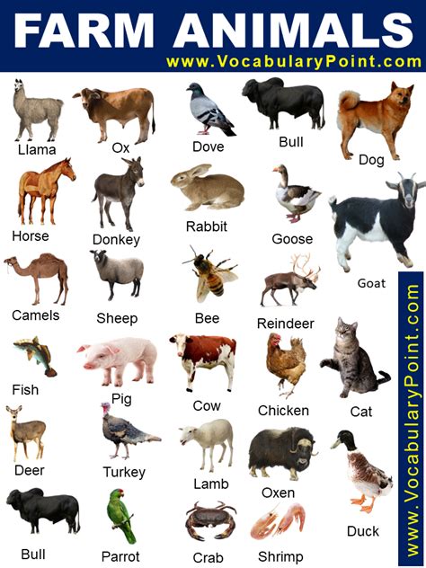 List Of Farm Animals Vocabulary Point