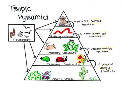 Tropical Rainforest Tropical Rainforest Energy Pyramid