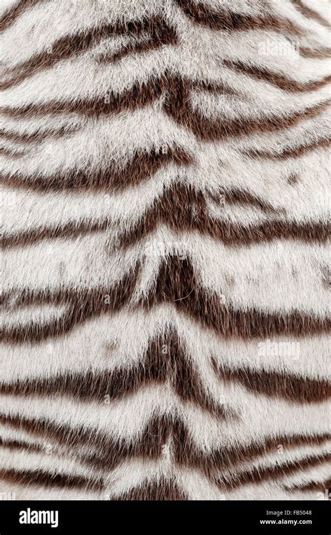 Textured Of Real White Bengal Tiger Fur Stock Photo Alamy