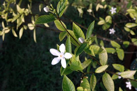 However, it makes an excellent backdrop for more showy flowers in a perennial bed. Blog and Me: Flowers of the Philippines