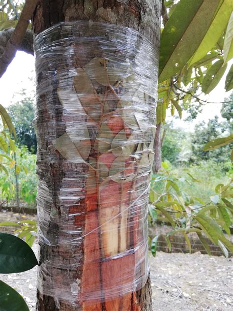 Cantuman durian menggunakan kaedah cantuman baji cantuman baji ialah kaedah mencantumkan pokok daripada pokok. Lepas Waktu Pejabat: Cantum pokok durian tua