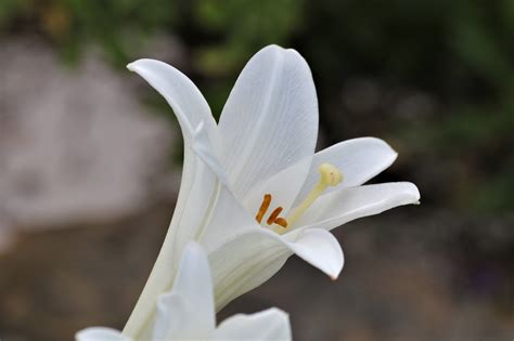 White Lily Close Up Free Stock Photo Public Domain Pictures